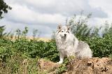CHIEN FINNOIS DE LAPONIE 063